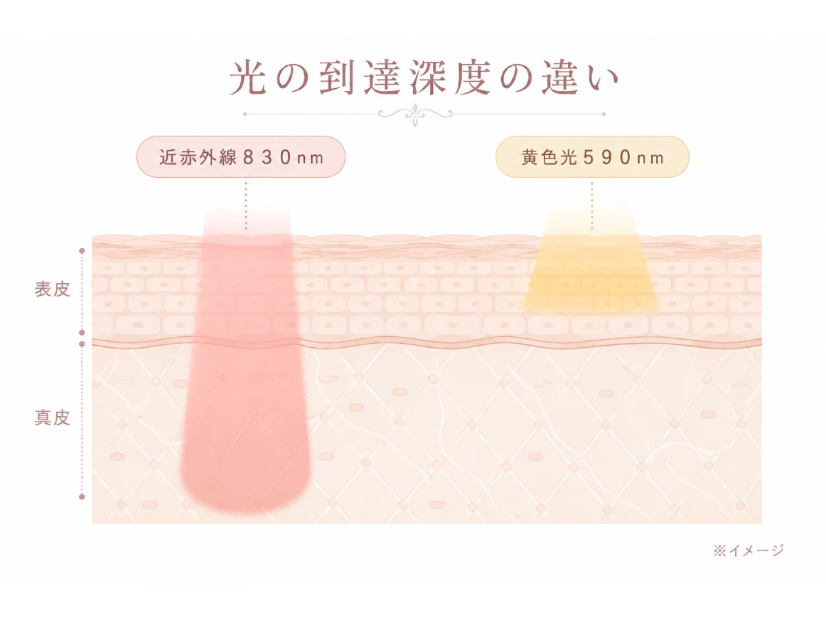近赤外線830nmが真皮まで深く、黄色光590nmが表皮の浅い層にはたらく到達深度の違いをラベル付きで示した断面解説図