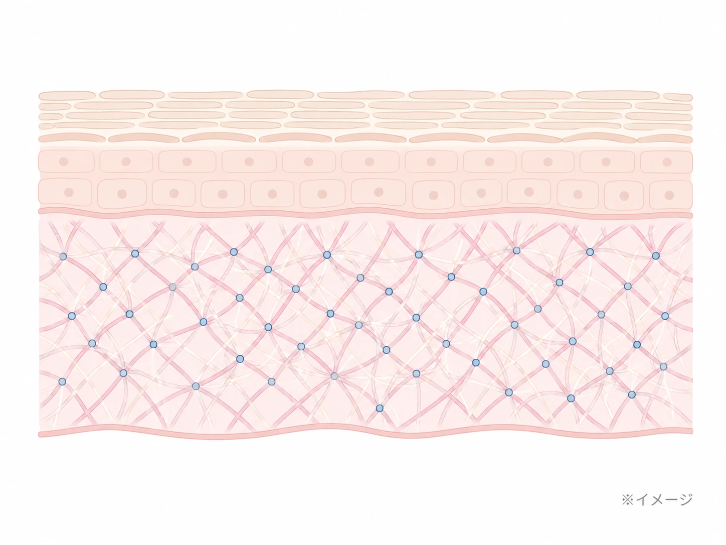 ダーマペン4の刺激で真皮にコラーゲンが新しく生成される様子を示した肌断面のイメージイラスト