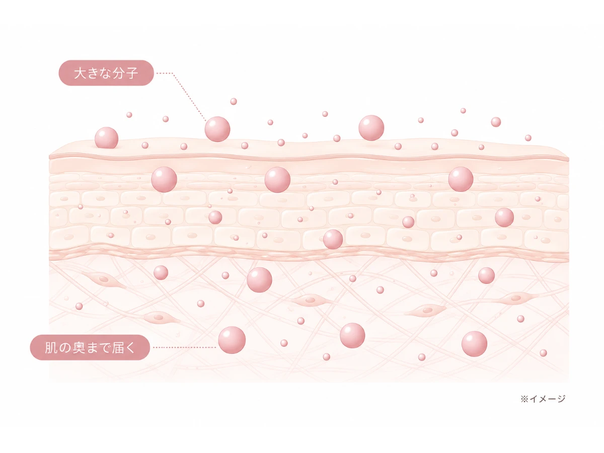 細胞のあいだの通り道を分子の大きな成分が通る様子を示した肌断面イラスト