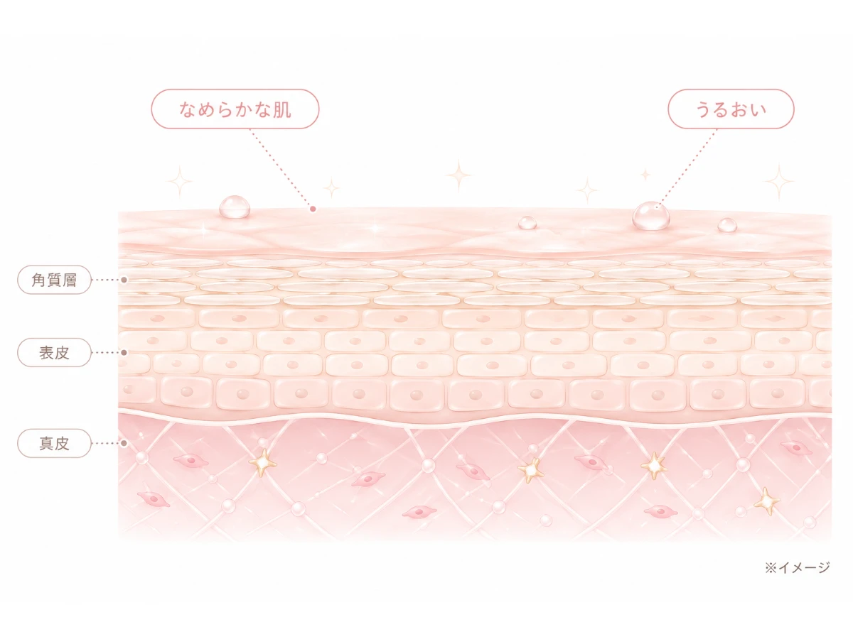 なめらかでうるおいのある健やかな肌の断面イメージ