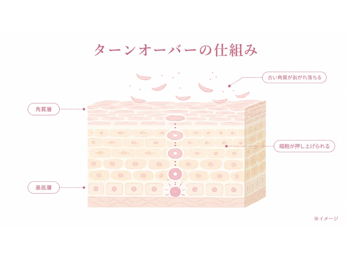 マッサージしながら薬剤を塗布する施術の流れを示した断面解説図